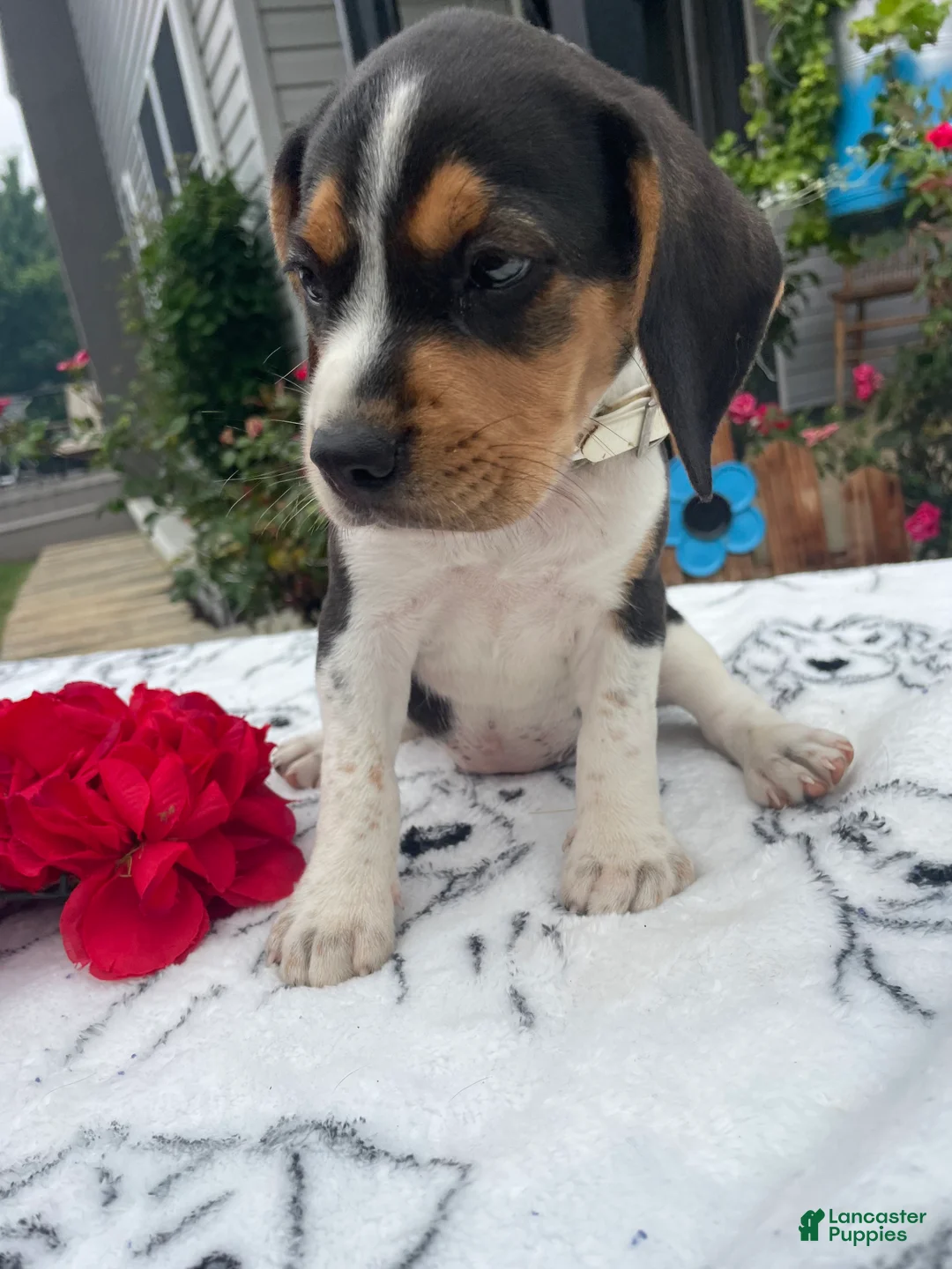 Beagle dogs for sale: Lady - Ad 3