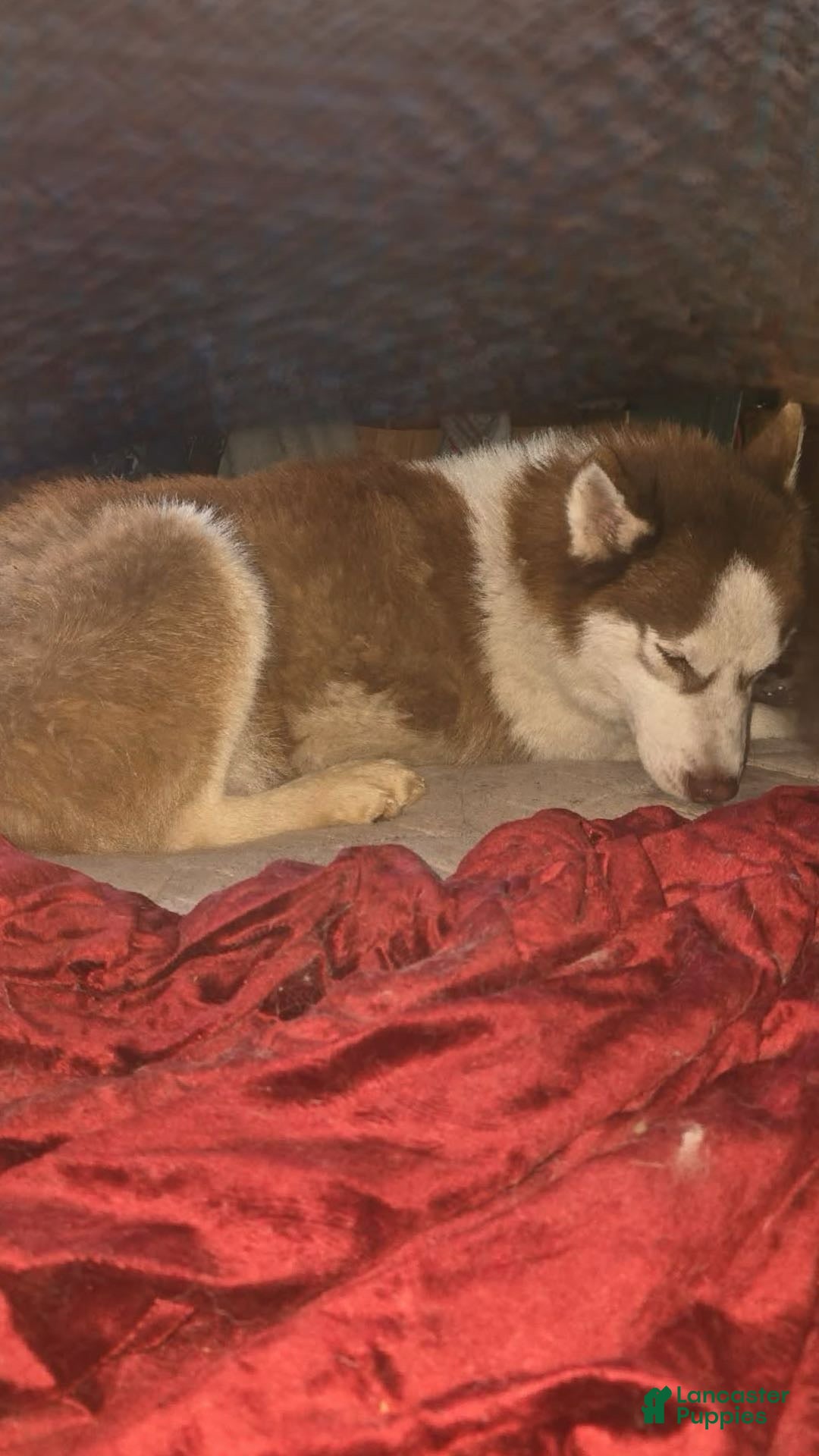 Siberian Husky dogs Thor - Ad 6
