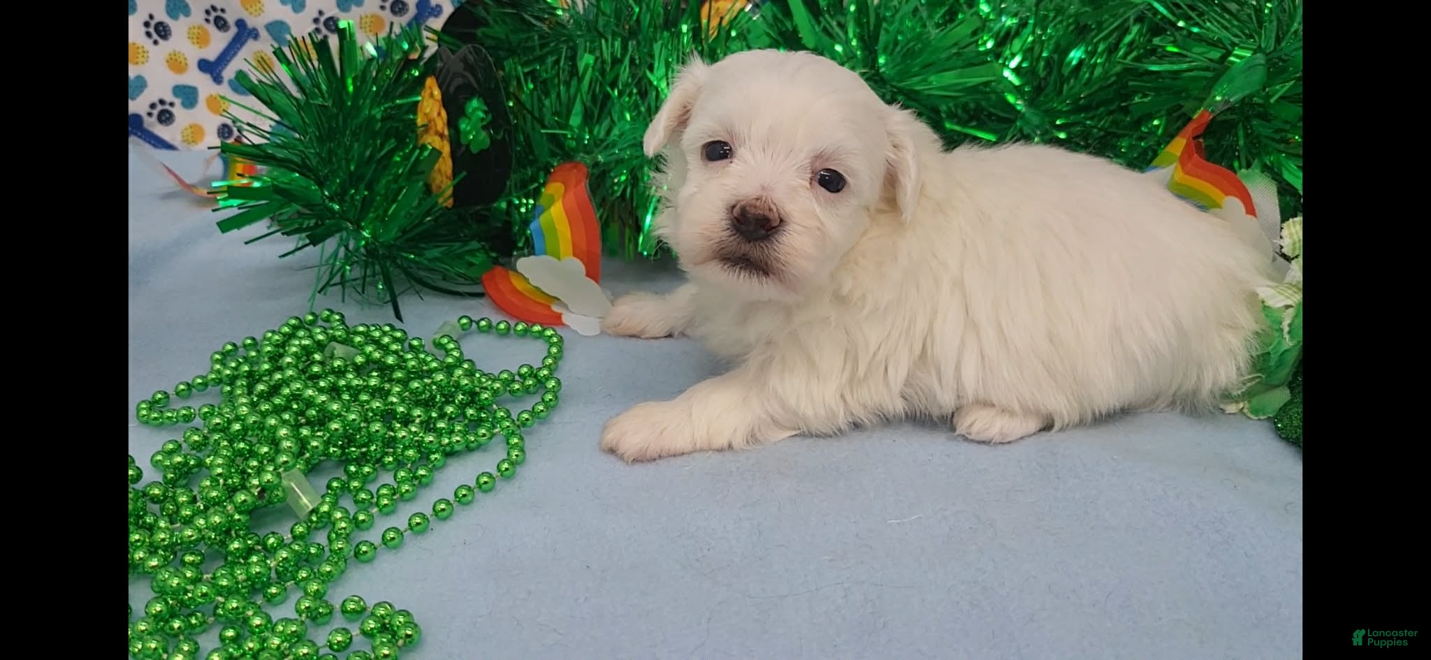 Maltese dogs Maltese Puppy 3 - Ad 2