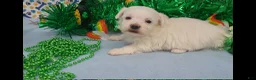 Maltese dogs for sale: Maltese Puppy 3 - Ad 2
