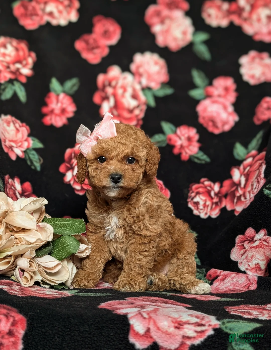 Toy Poodle dogs for sale: Peaches 9 lbs Full Grown - Ad 2