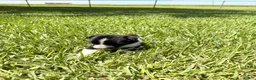 Mixed Breed dogs for sale: Savannah - Ad 7