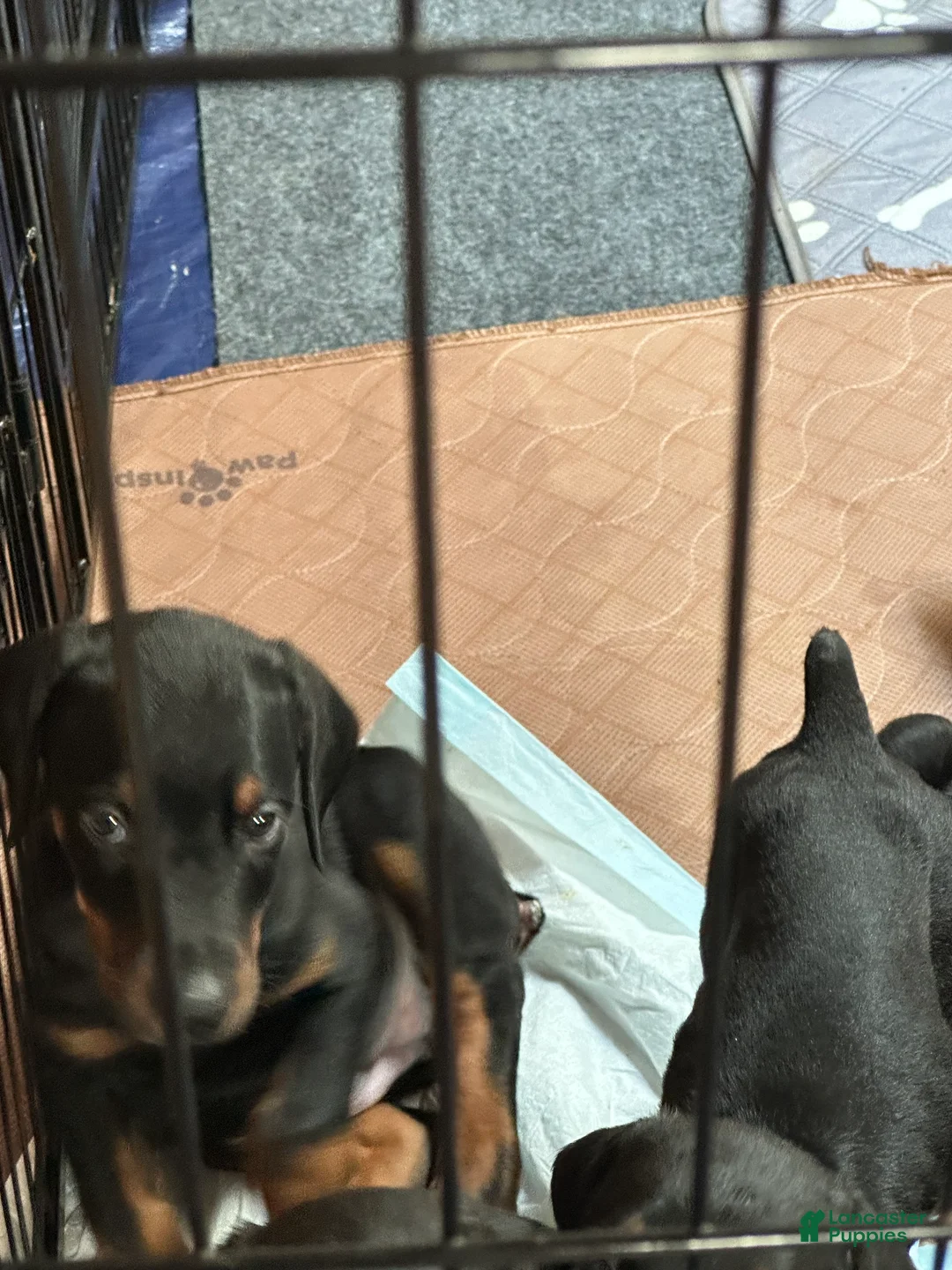Doberman Pinscher dogs for sale: Doberman Pinscher 1 - Ad 2
