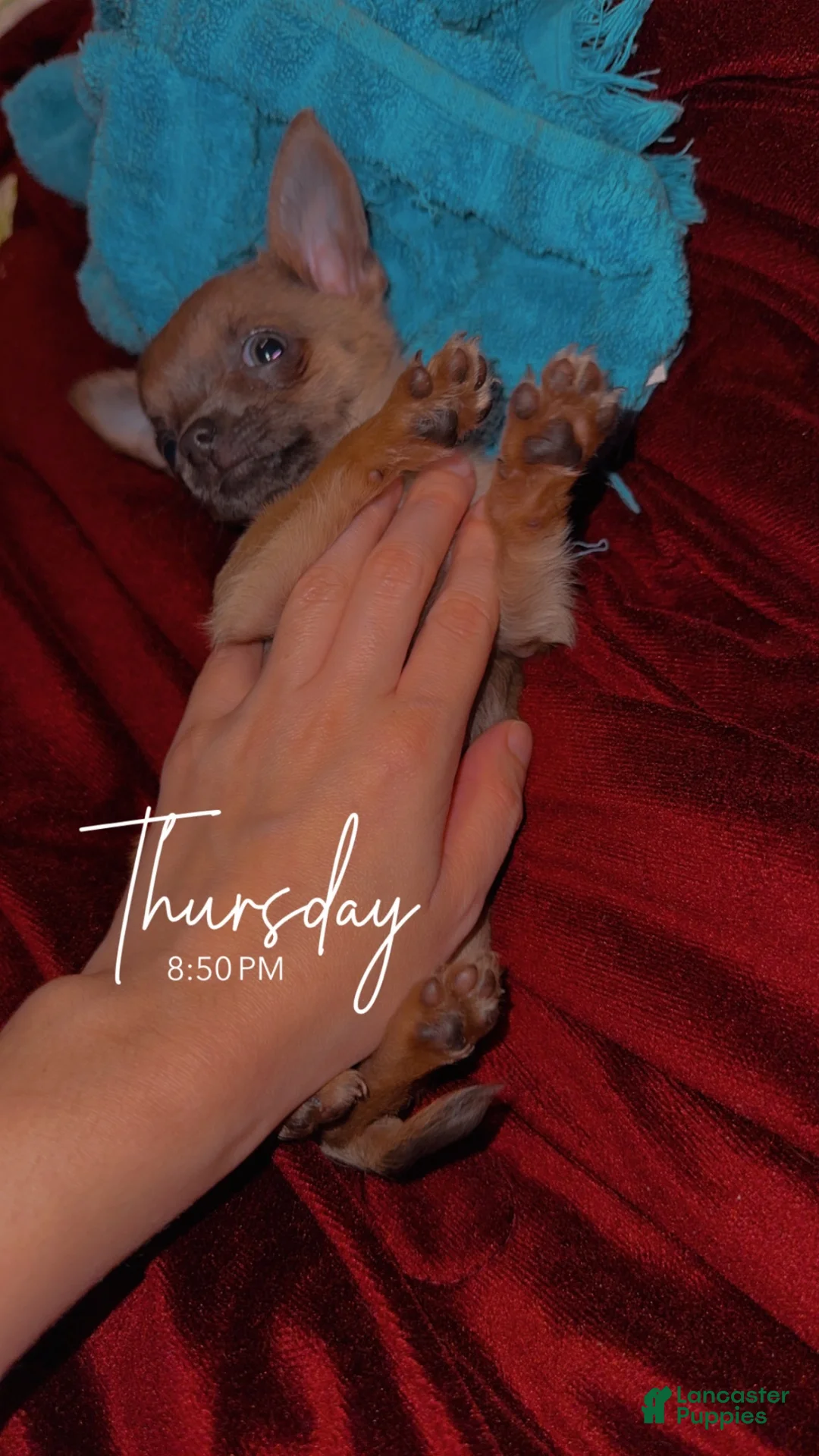 Chihuahua dogs for sale: Chihuahua 1 - Ad 4