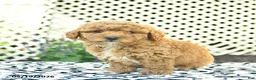 Toy Poodle dogs for sale: Buddy  - Ad 5