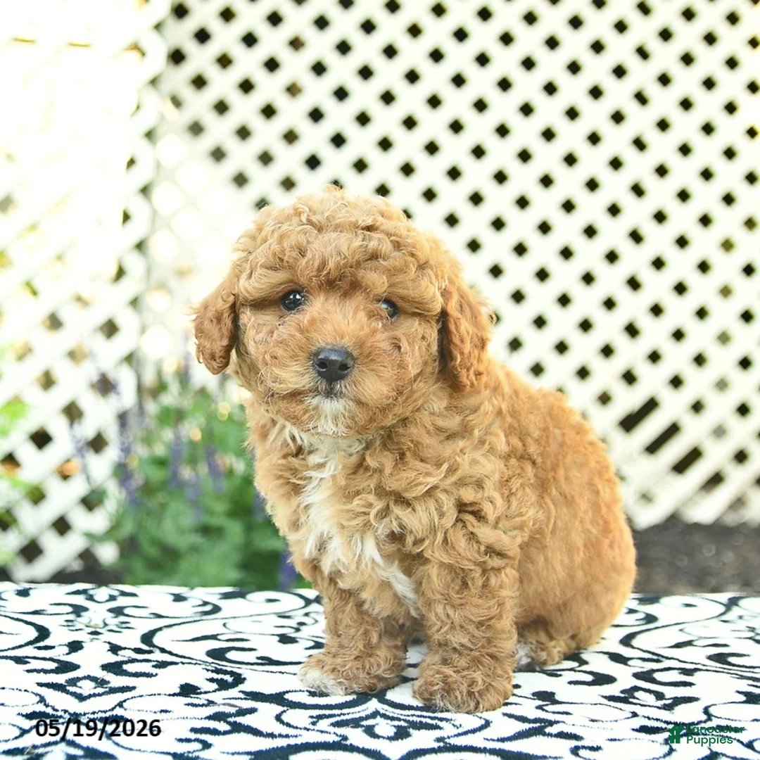Toy Poodle dogs for sale: Buddy  - Ad 5