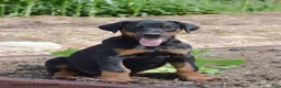 Doberman Pinscher dogs for sale: Gemma - Ad 3