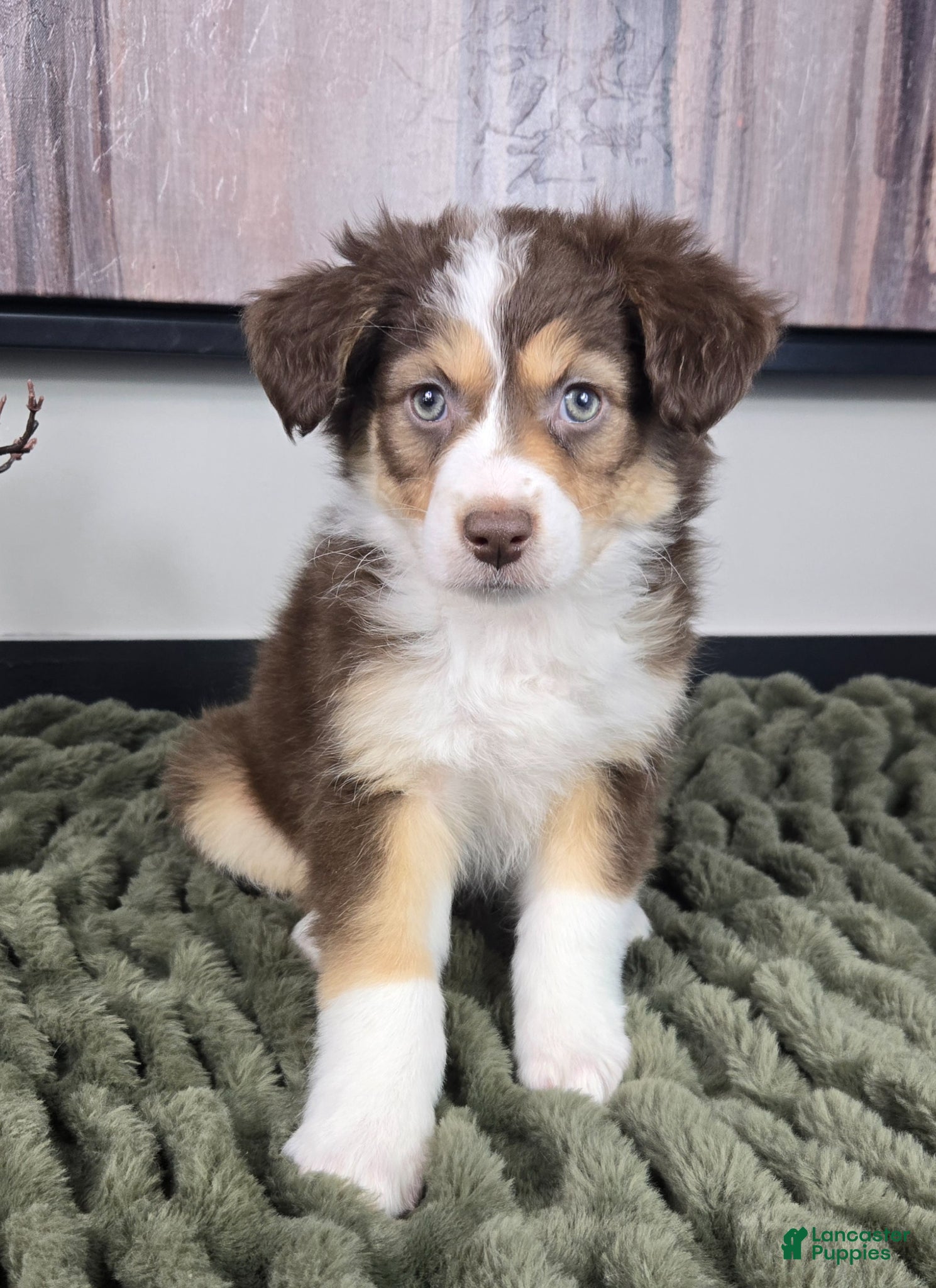 Miniature Australian Shepherd dogs Shelby - Ad 2