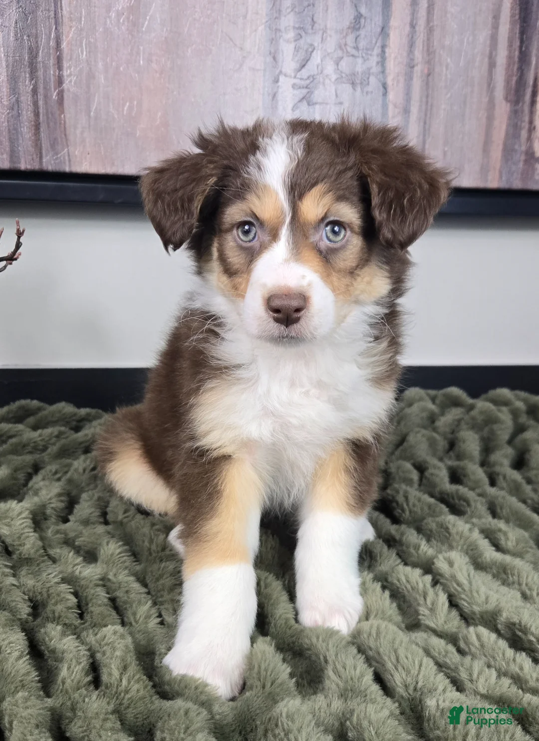 Miniature Australian Shepherd dogs for sale: Shelby - Ad 2