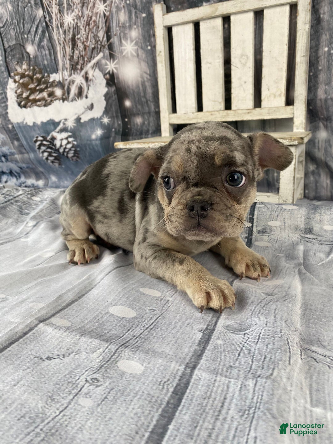 Mixed Breed dogs for sale: Buddy - Ad 2