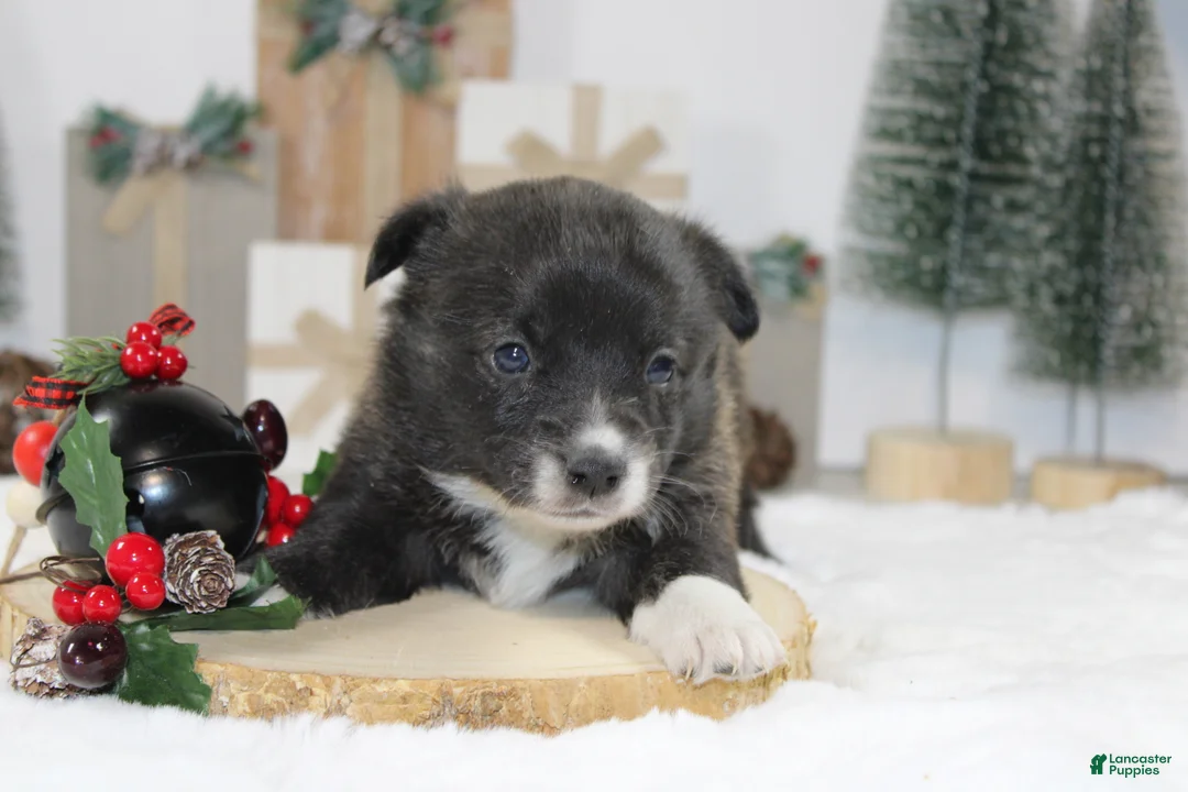 Welsh Corgi Pembroke dogs for sale: Buddy - Ad 15