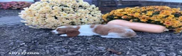 Welsh Springer Spaniel dogs for sale: Luna - Ad 16
