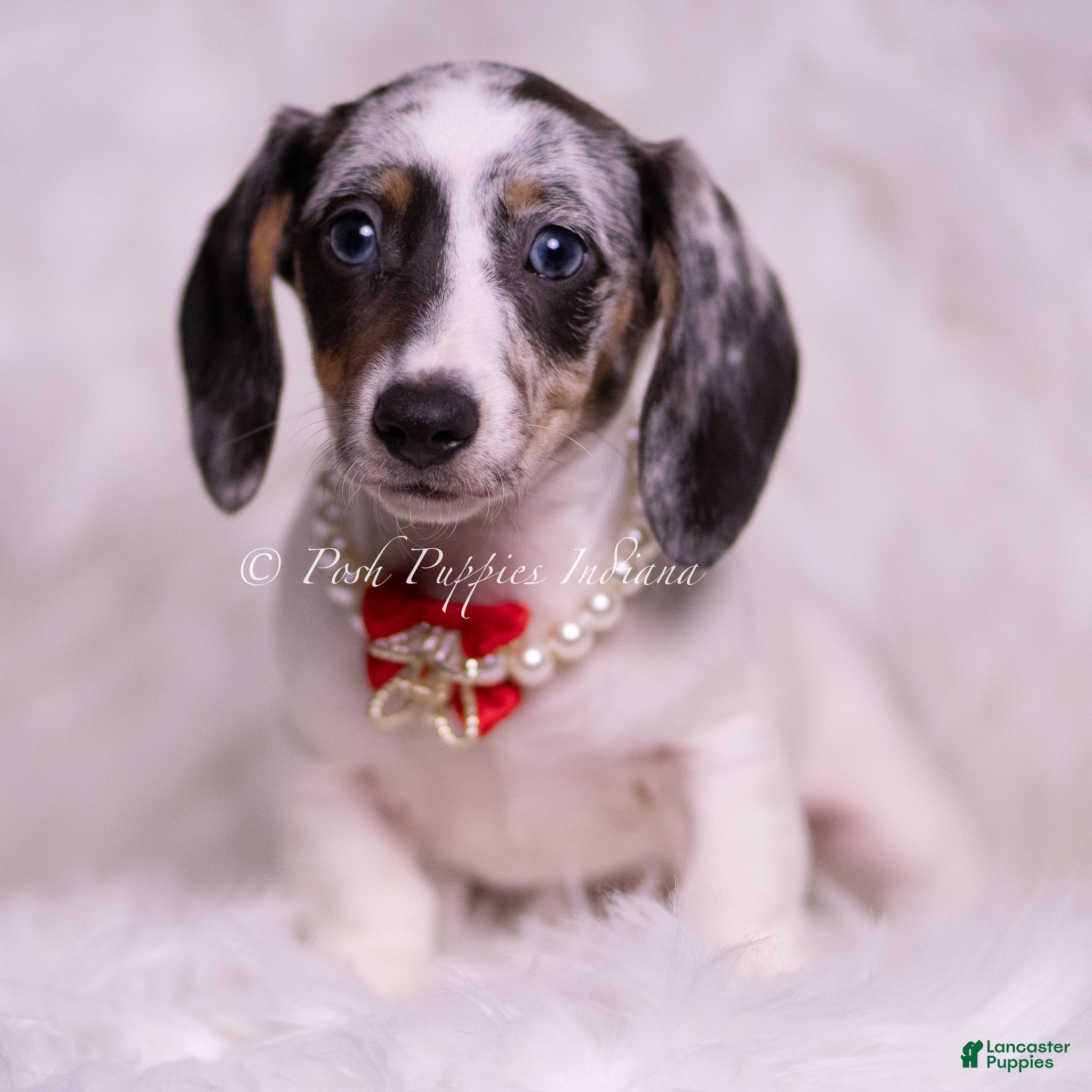Miniature Dachshund dogs Rubble - Ad 21