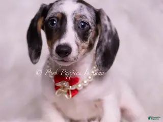 Miniature Dachshund dogs Rubble - Ad 21