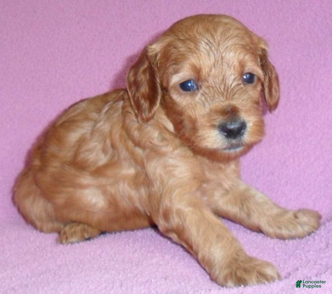 Cockapoo dogs for sale: Lola - Ad 4