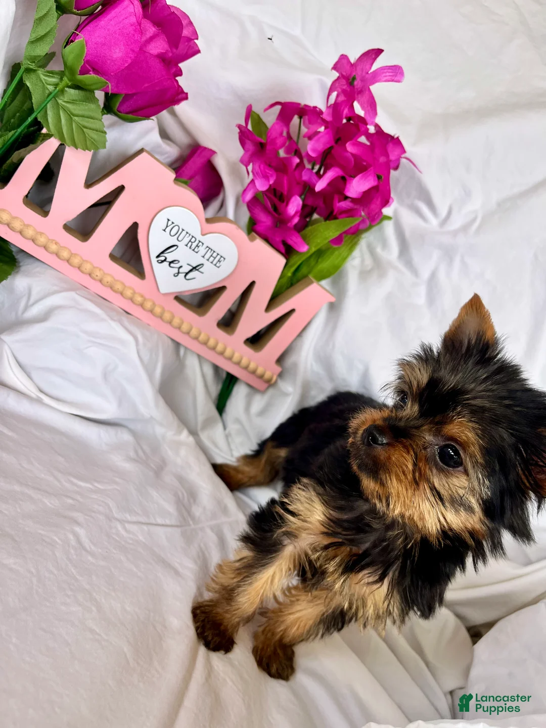 Yorkshire Terrier dogs for sale: Yorkshire Terrier Puppy 3 - Ad 1