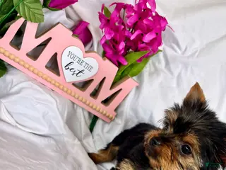 Yorkshire Terrier dogs for sale: Yorkshire Terrier Puppy 3 - Ad 2