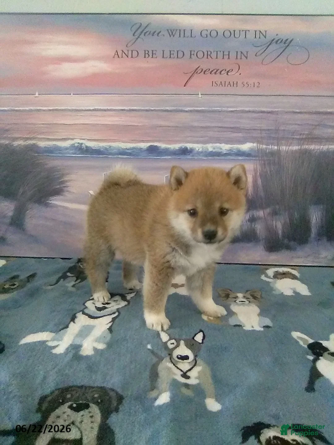 Shiba Inu dogs for sale: Louise - Ad 2