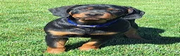 Mixed Breed dogs for sale: Carl - Ad 4