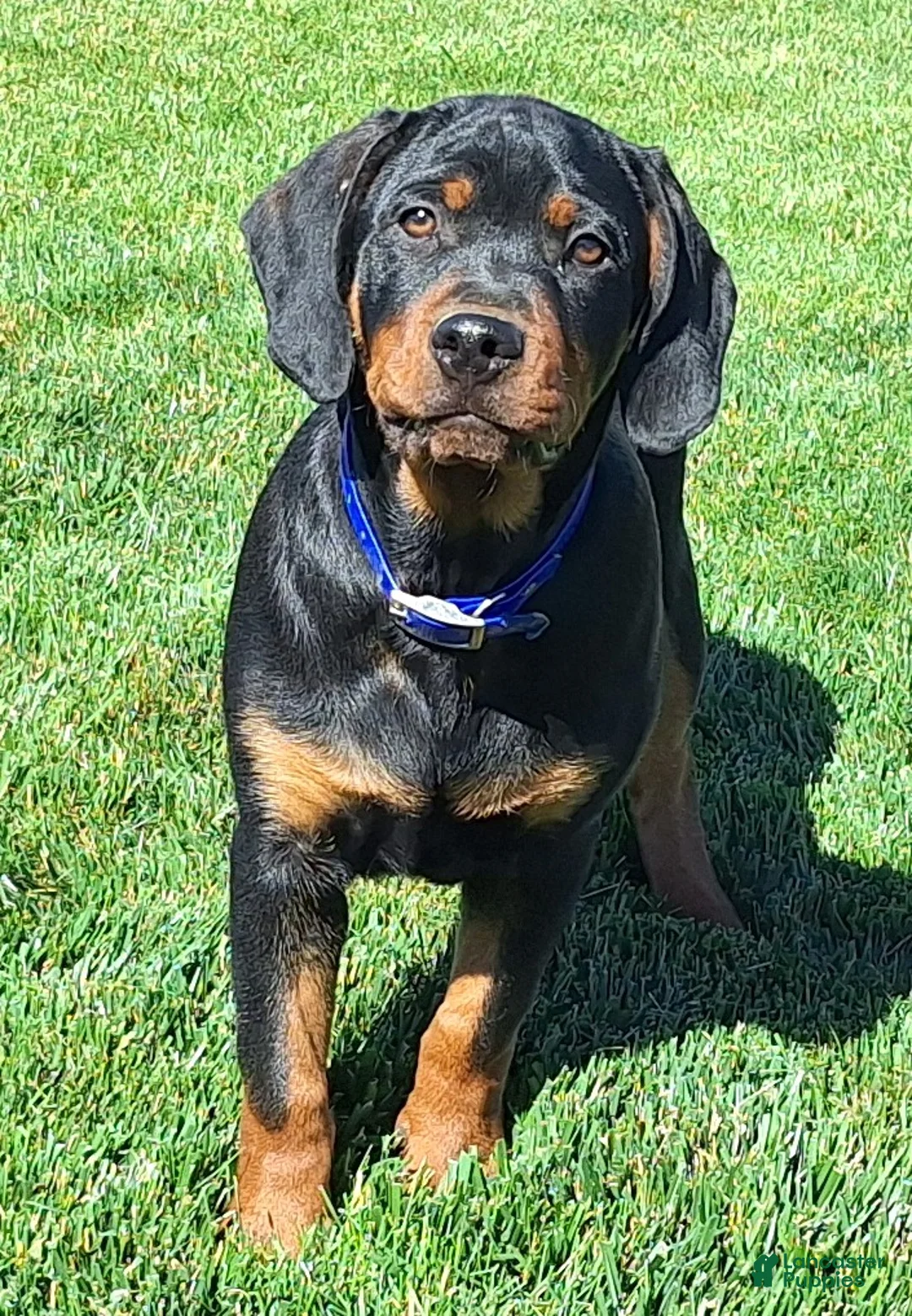 Mixed Breed dogs for sale: Carl - Ad 4