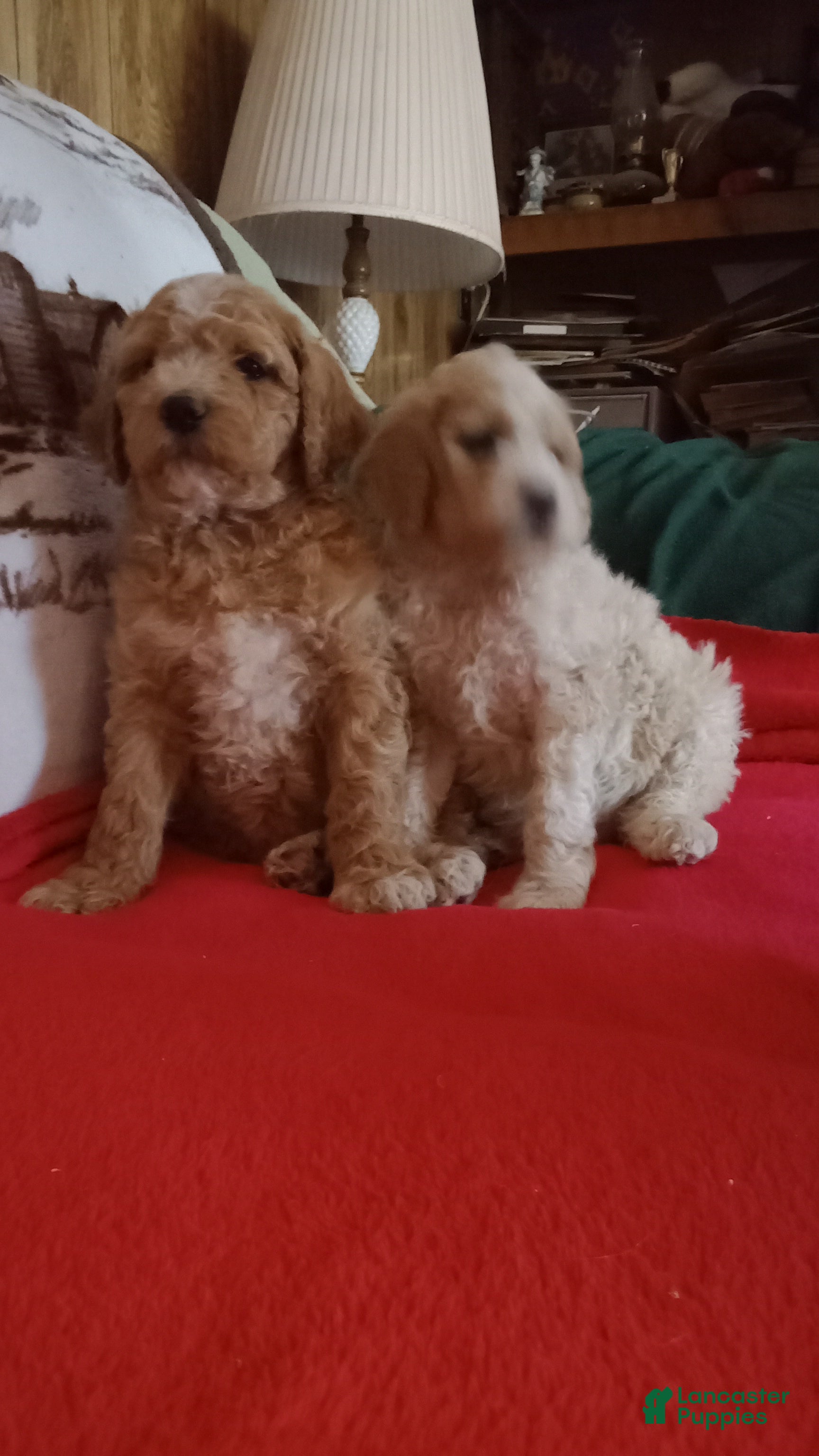 Standard Poodle dogs for sale: Standard Poodle Puppy 1 - Ad 2