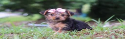 Yorkshire Terrier dogs for sale: Lola - Ad 4