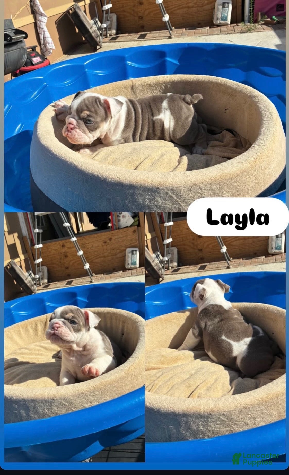 English Bulldog dogs Layla - Ad 2