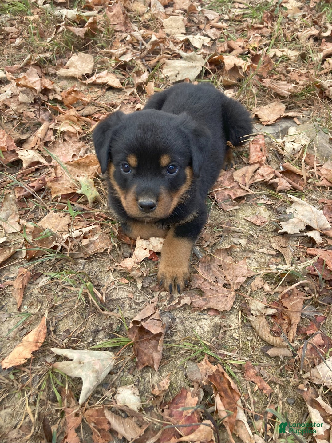 Rottweiler dogs for sale: Holly - Ad 15