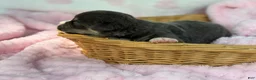 Mixed Breed dogs for sale: Bluie Full tail - Ad 2