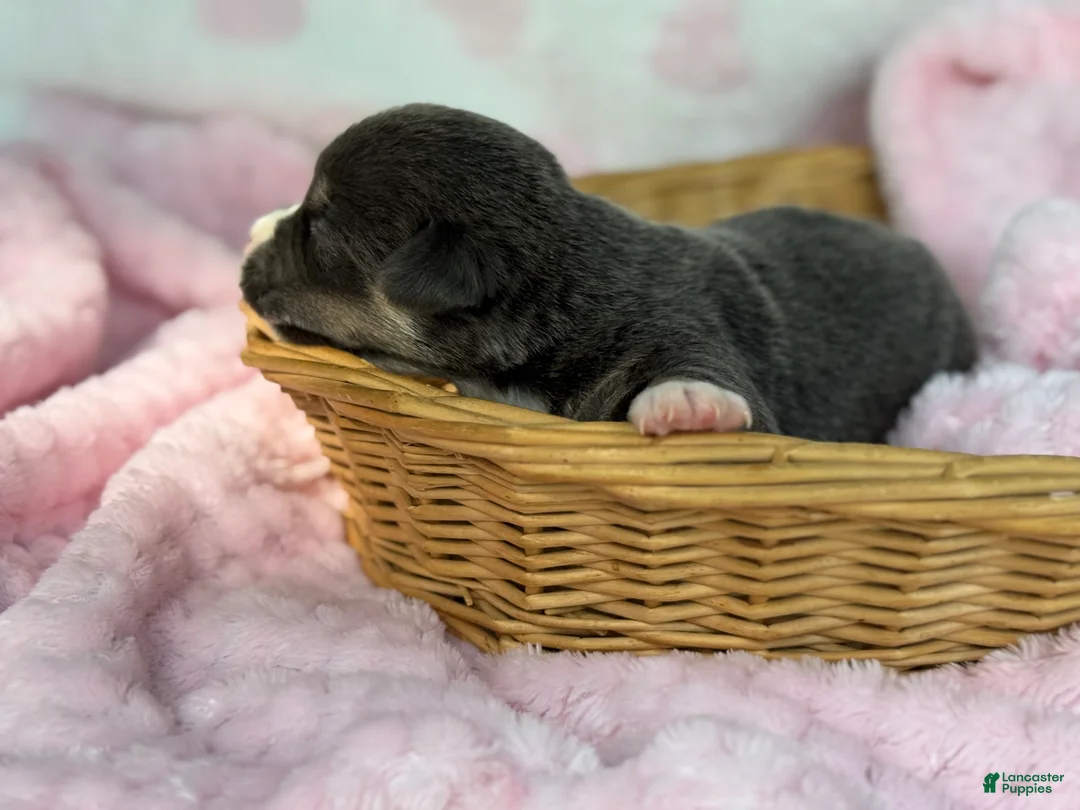 Mixed Breed dogs for sale: Bluie Full tail - Ad 2