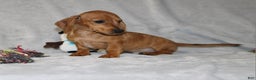 Miniature Dachshund dogs for sale: Cooper - Ad 16