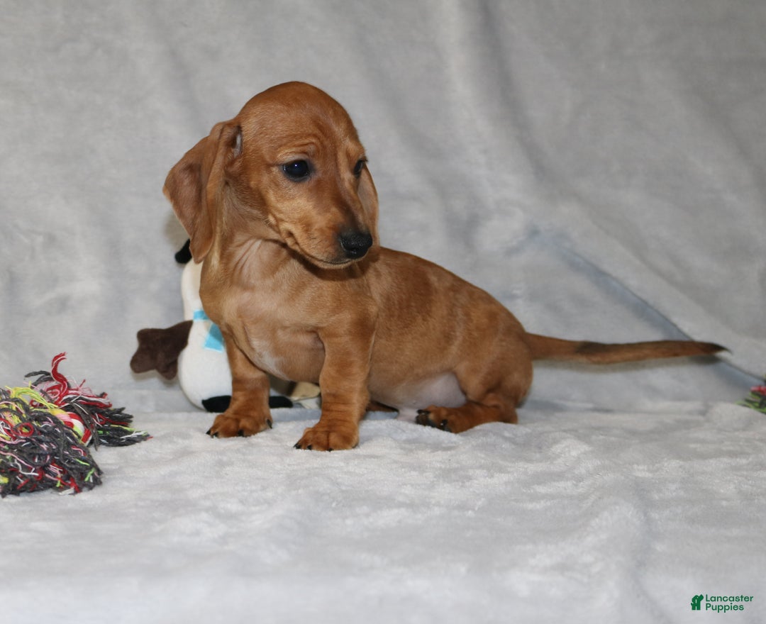 Miniature Dachshund dogs for sale: Cooper - Ad 16