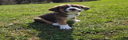 Mixed Breed dogs for sale: Mixed Breed Puppy 1 - Ad 4