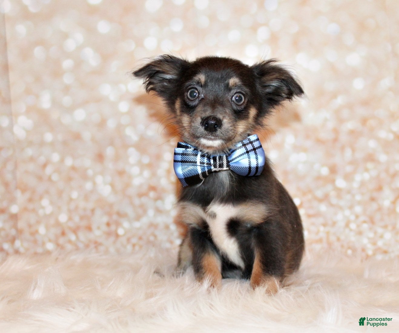 Chihuahua dogs Blue - Ad 1