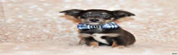 Chihuahua dogs for sale: Blue - Ad 2
