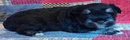 Miniature Schnauzer dogs for sale: Girl 2 - Ad 6