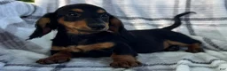 Dachshund dogs for sale: Devo - Ad 2