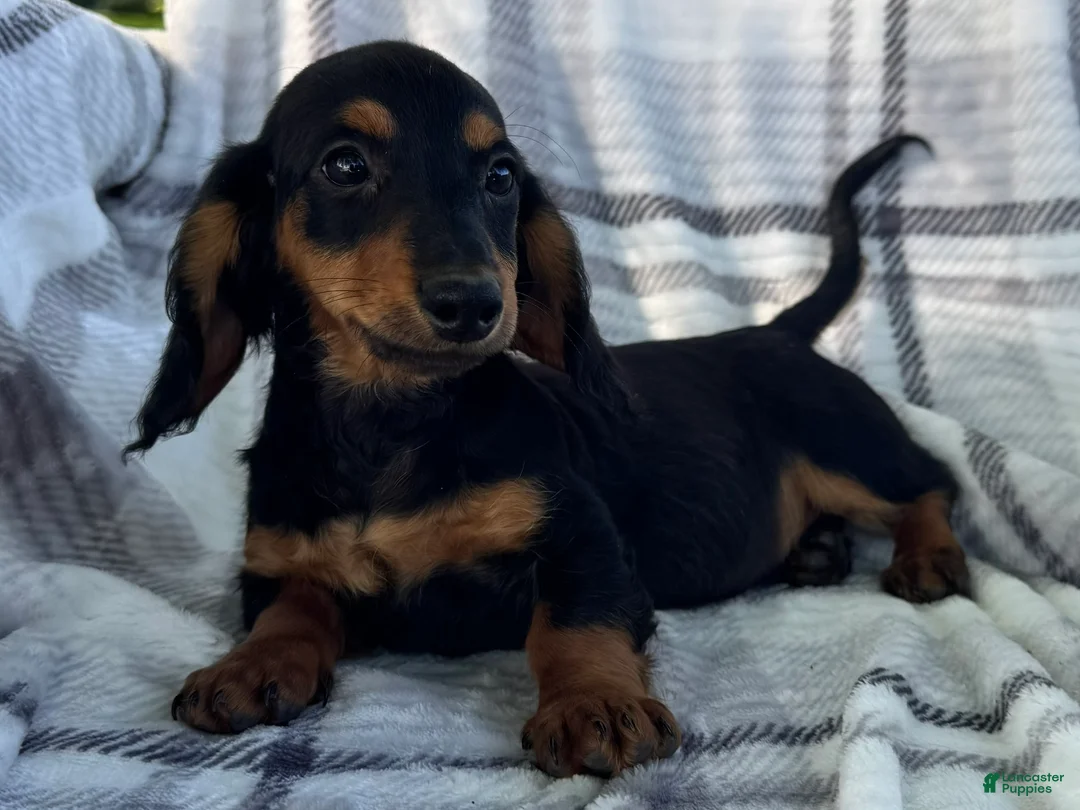 Dachshund dogs for sale: Devo - Ad 2
