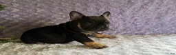 French Bulldog dogs for sale: Cricket - Ad 6