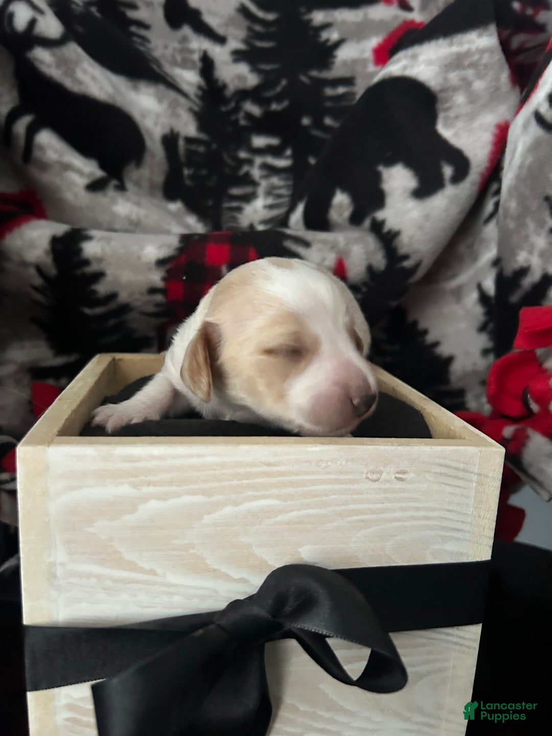 Miniature Dachshund dogs for sale: Miniature Dachshund Puppy 3 - Ad 8