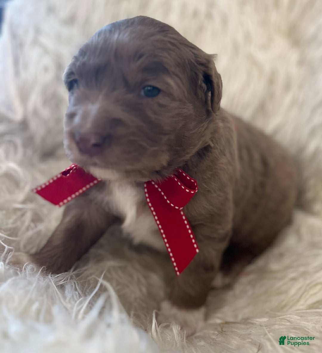 Mixed Breed dogs for sale: Buddy - Ad 2