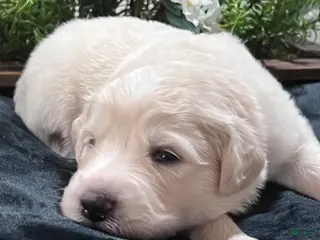 Great Pyrenees dogs for sale: Rowan - Ad 2