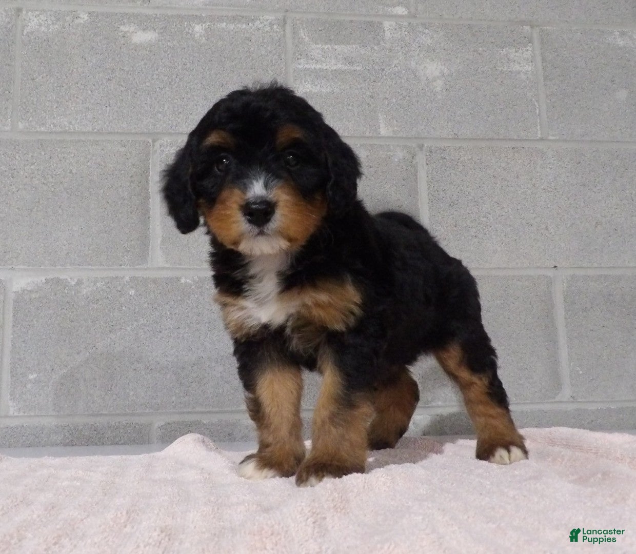 Bernedoodle dogs Lacy - Ad 2