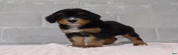 Bernedoodle dogs for sale: Lacy - Ad 2