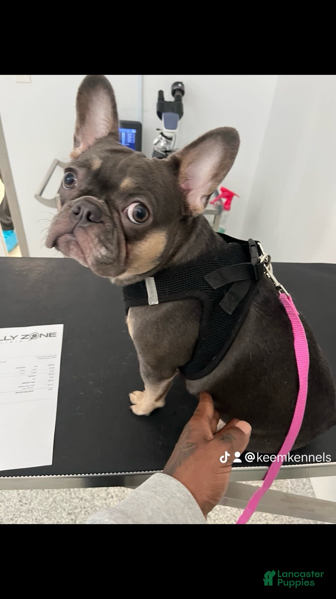 French Bulldog dogs for sale: Stirling - Ad 6