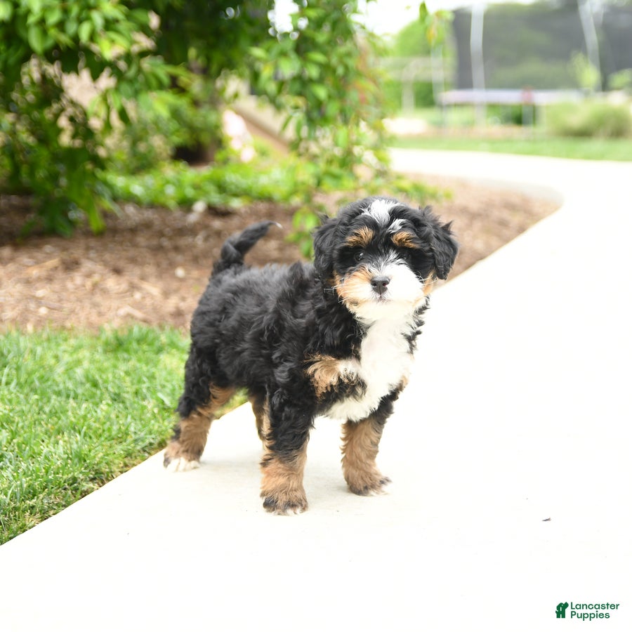 Bernedoodle dogs Cooper - Ad 2