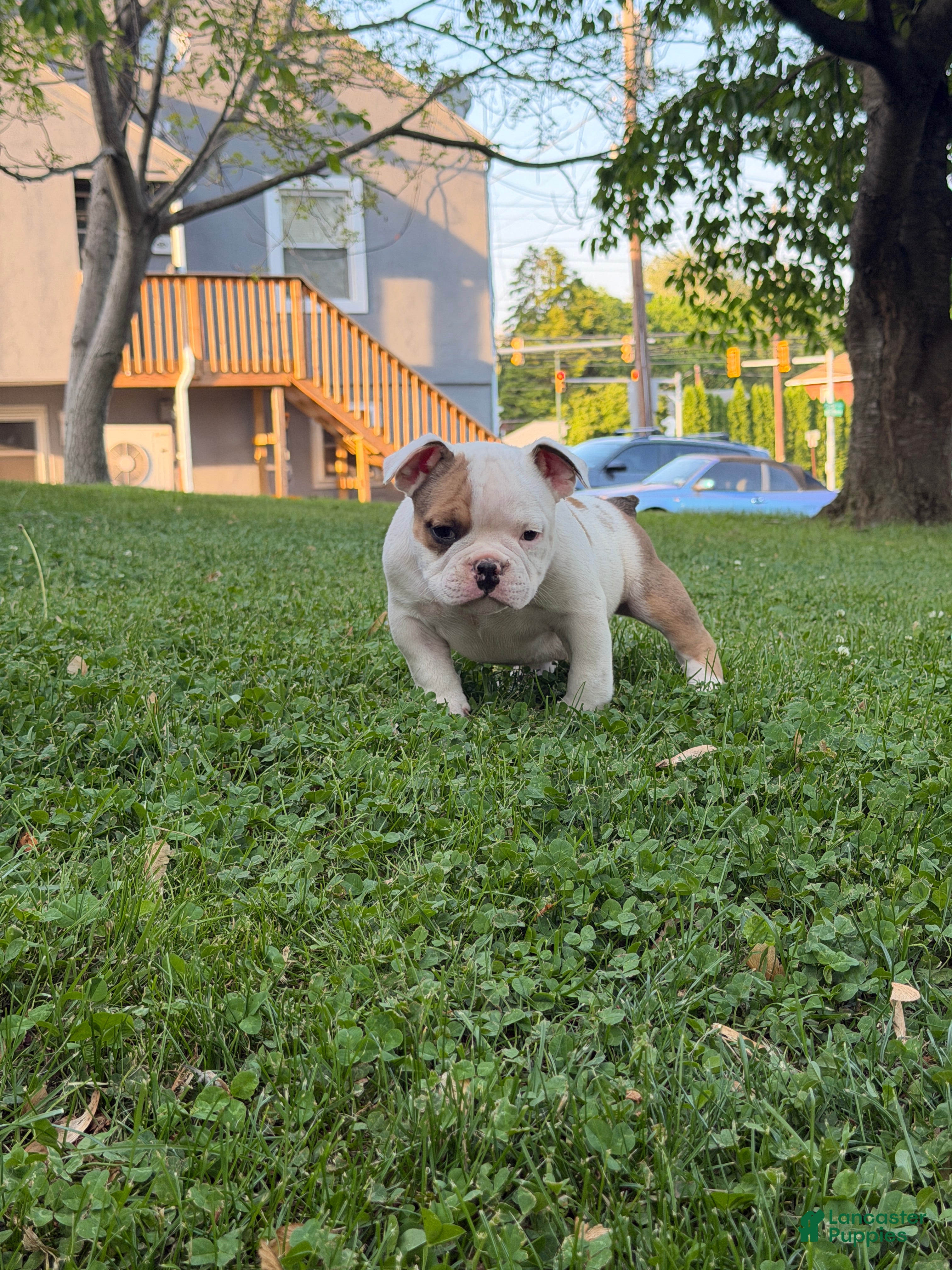 American Bully dogs for sale: American Bully Puppy 1 - Ad 2