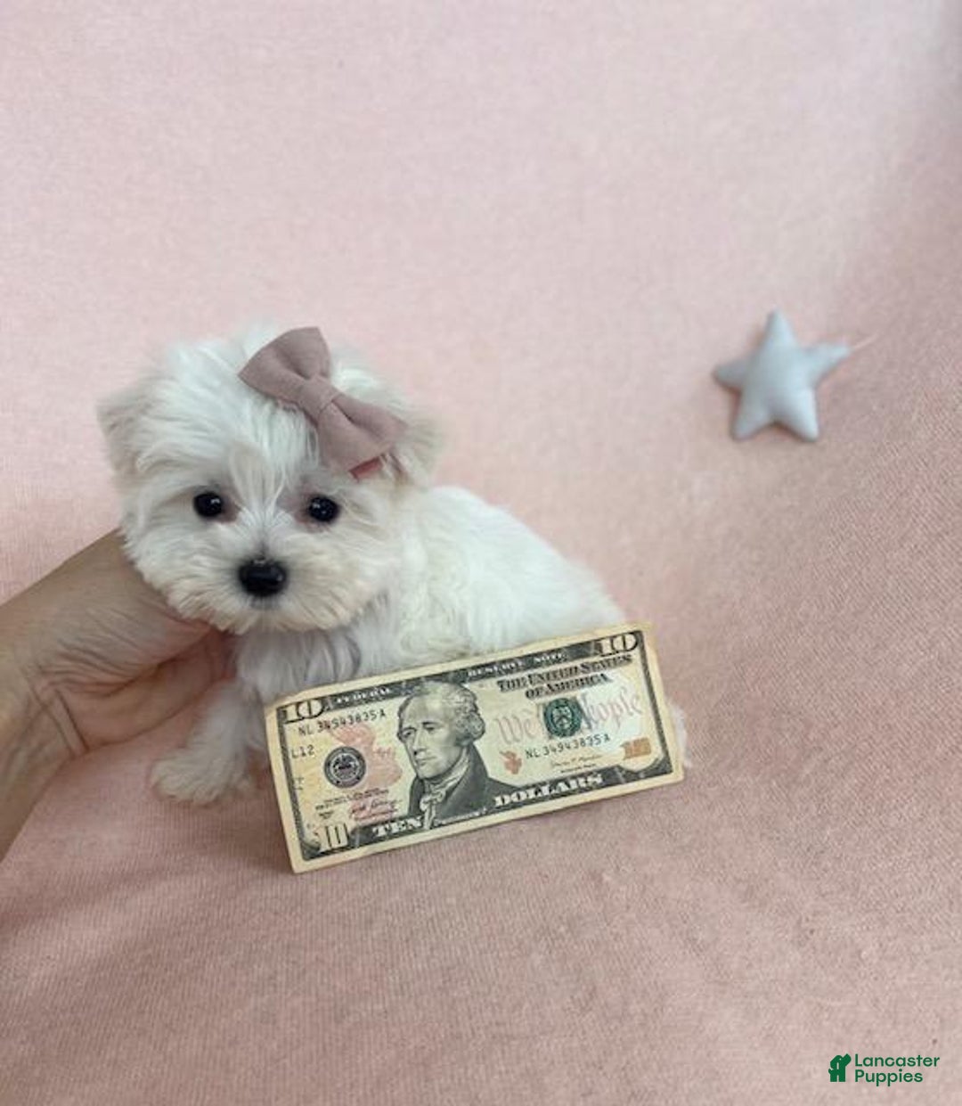 Maltese dogs for sale: Teacup Maltese - Ad 3