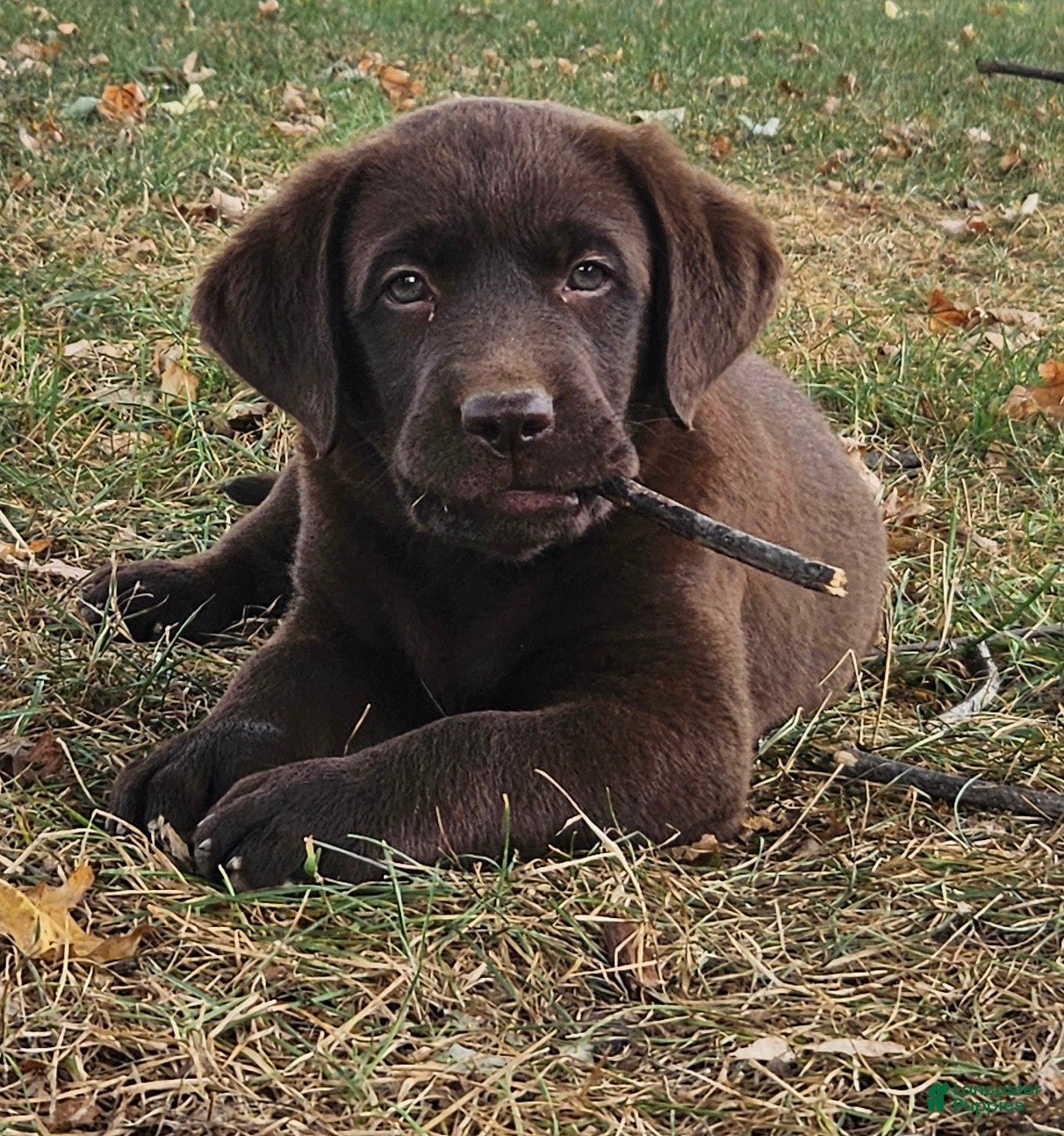 Labrador Retriever dogs Poppy - Ad 2