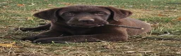 Labrador Retriever dogs for sale: Poppy - Ad 2